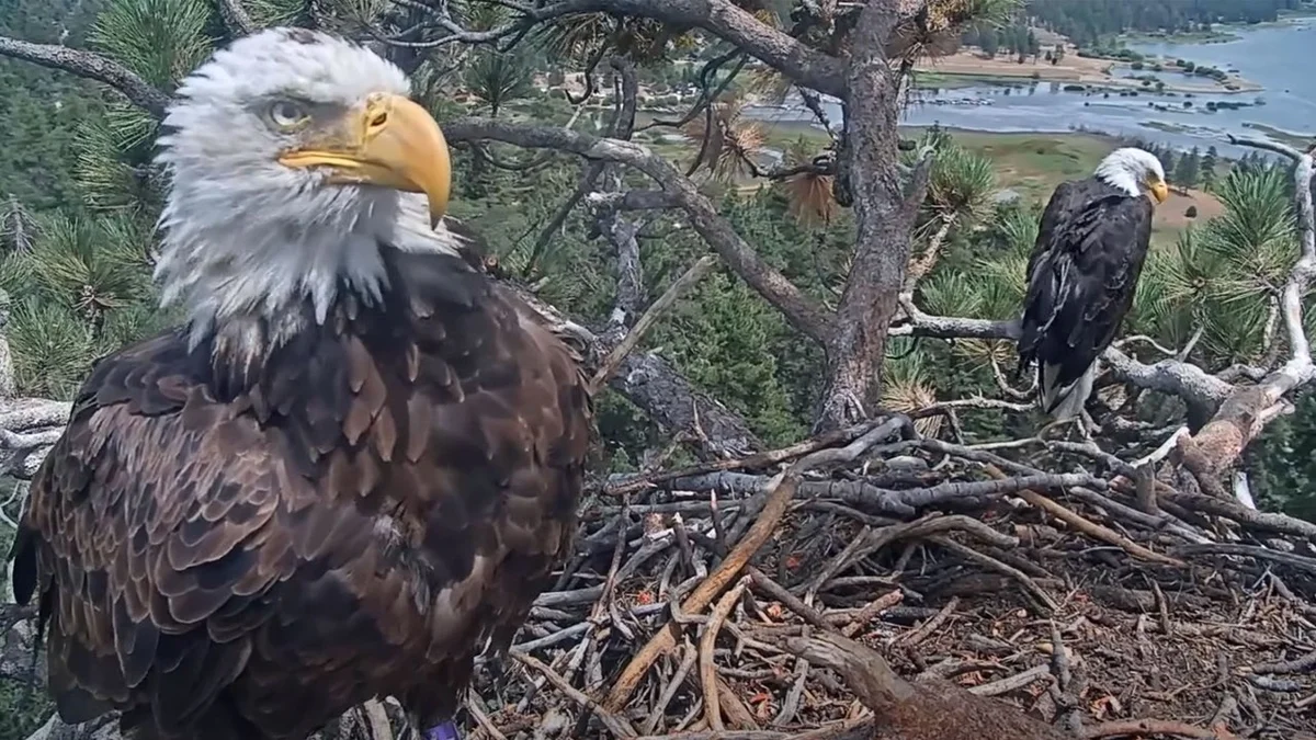 CdXz5zHNQW_Di4yMKfj5e.jpeg