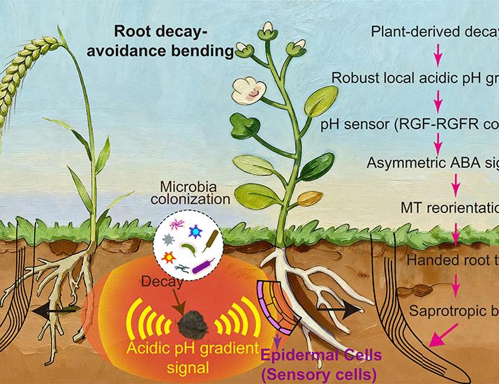 Roots navigate around decay regions by sensing local pH gradients ...